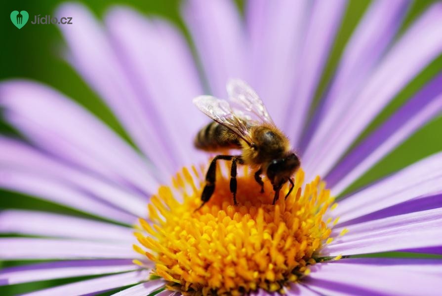 Co nás také může potkat o prázdninách? Včelí, vosí, sršní, komáří nebo čmeláčí bodnutí. 