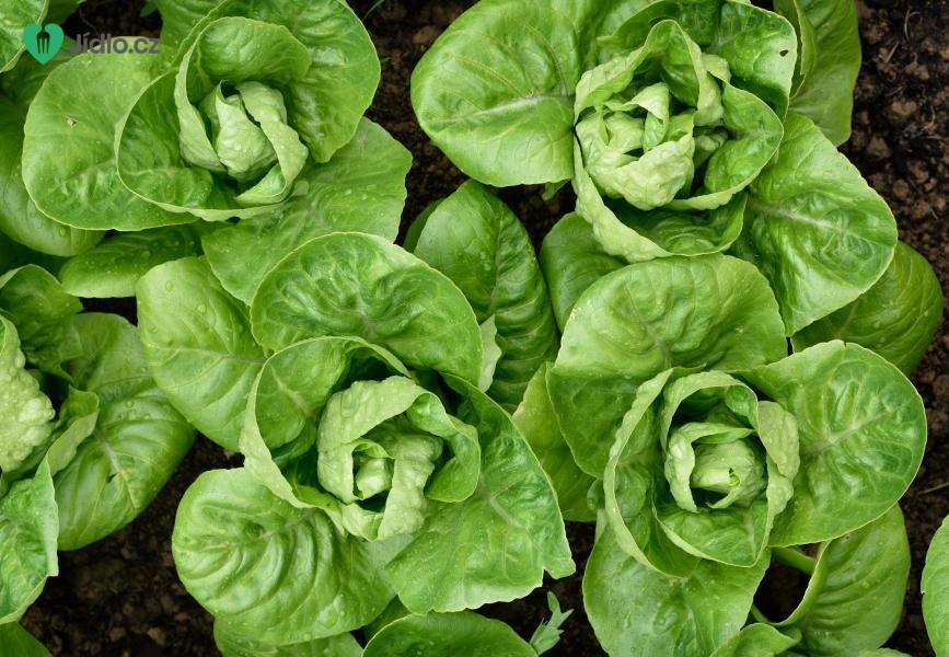 Zklidněte své nervy a žaludek každodenním pojídáním listů salátu