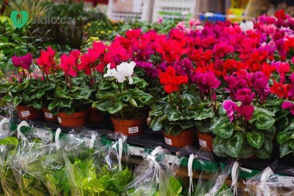 5 důvodů, proč dát šanci rostlinám ze supermarketu