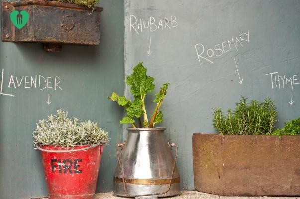 Březen je ideální čas pro sadbu bylinek: Vypěstujte si doma bylinky ze semínek…