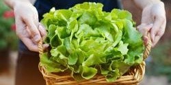 3 druhy jarní listové zeleniny pro zdraví 