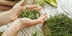 Microgreens - vypěstujte si doma zdravou zeleninu i bez zahrádky…