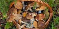 Pravdy a mýty o houbách: smí se houby znovu ohřívat? 